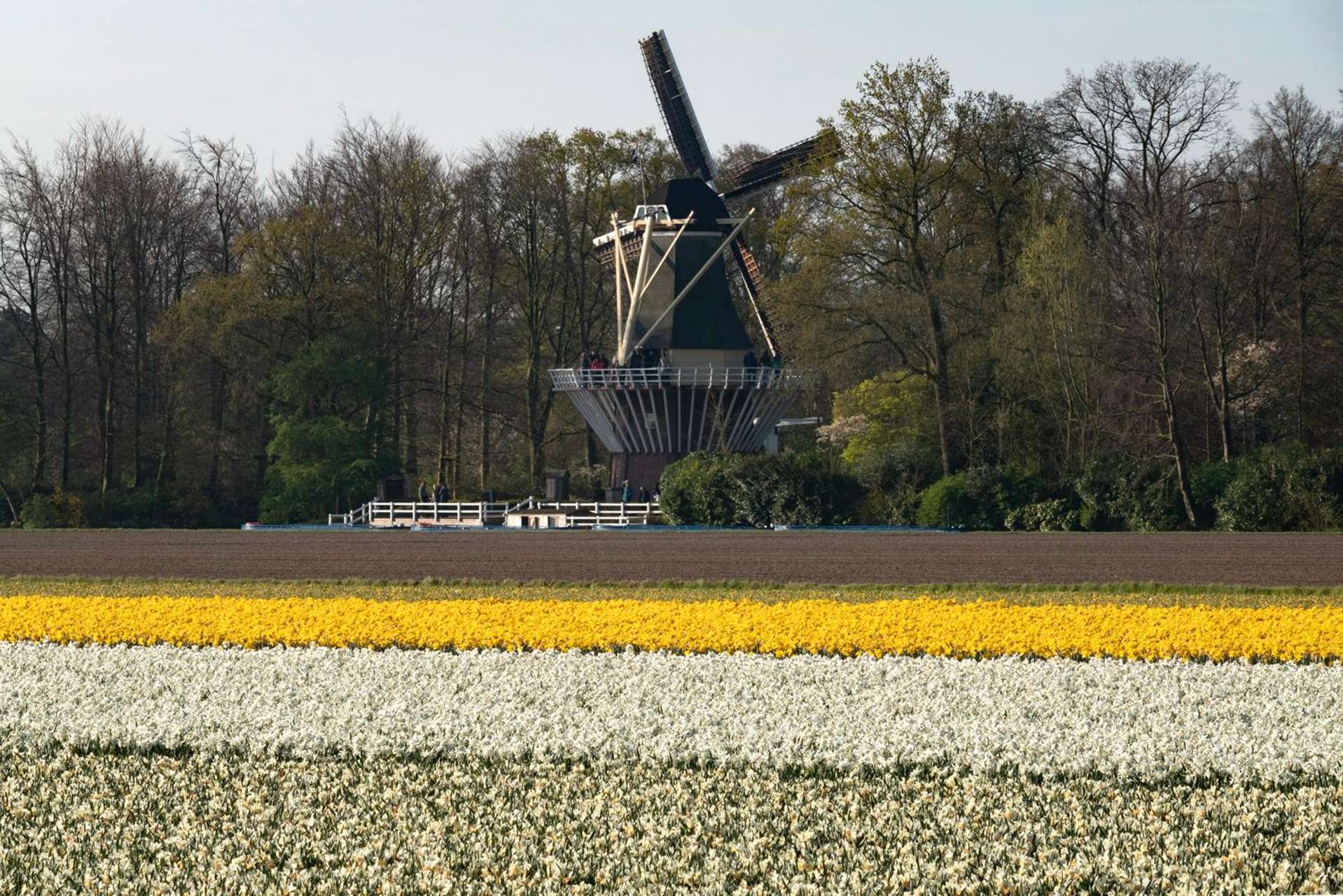 Holland & Amsterdam — photo 25