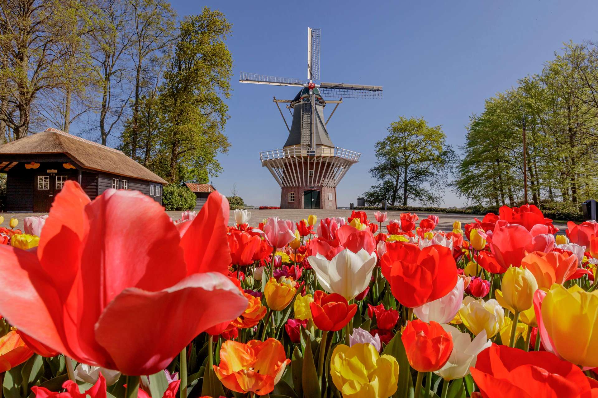 Vermeer, Canals & the Soul of Holland — A Private Journey Beyond the Ordinary — photo 15