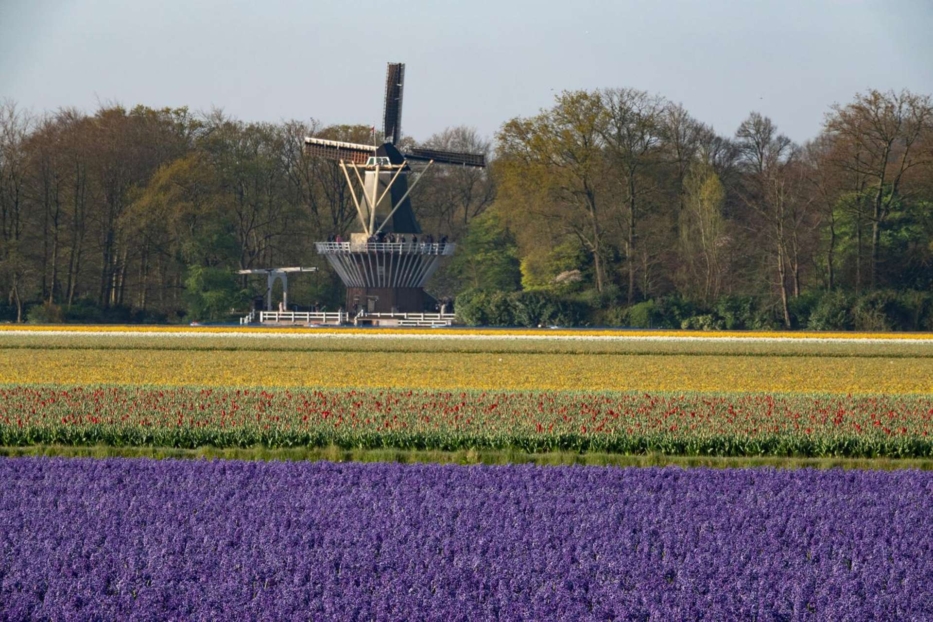 Amsterdam Canals & Zaanse Schans Windmills — photo 29