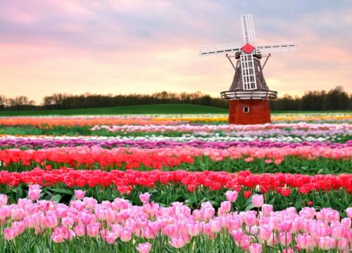 Keukenhof Tulips & Delft Tour from Brussels